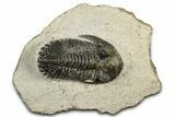 Detailed Hollardops Trilobite Fossil - Ofaten, Morocco #351265-3